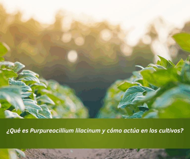 ¿Qué es Purpureocillium lilacinum y cómo actúa en los cultivos?