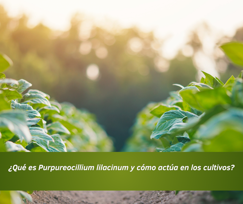 ¿Qué es Purpureocillium lilacinum y cómo actúa en los cultivos?