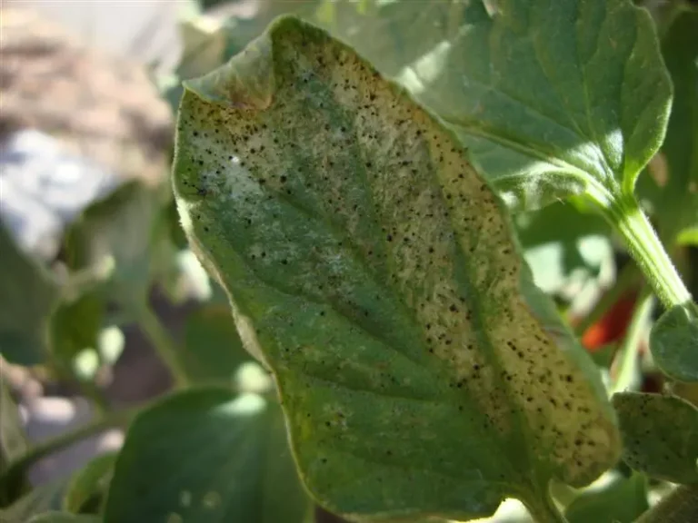 hoja infectada