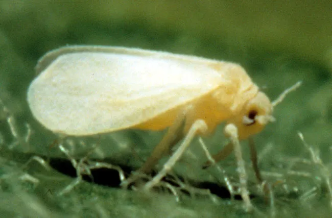 mosca blanca