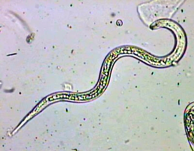 nematodo fitoparasito