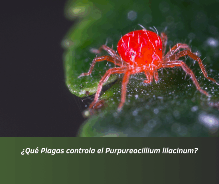 ¿Qué Plagas controla el Purpureocillium lilacinum?