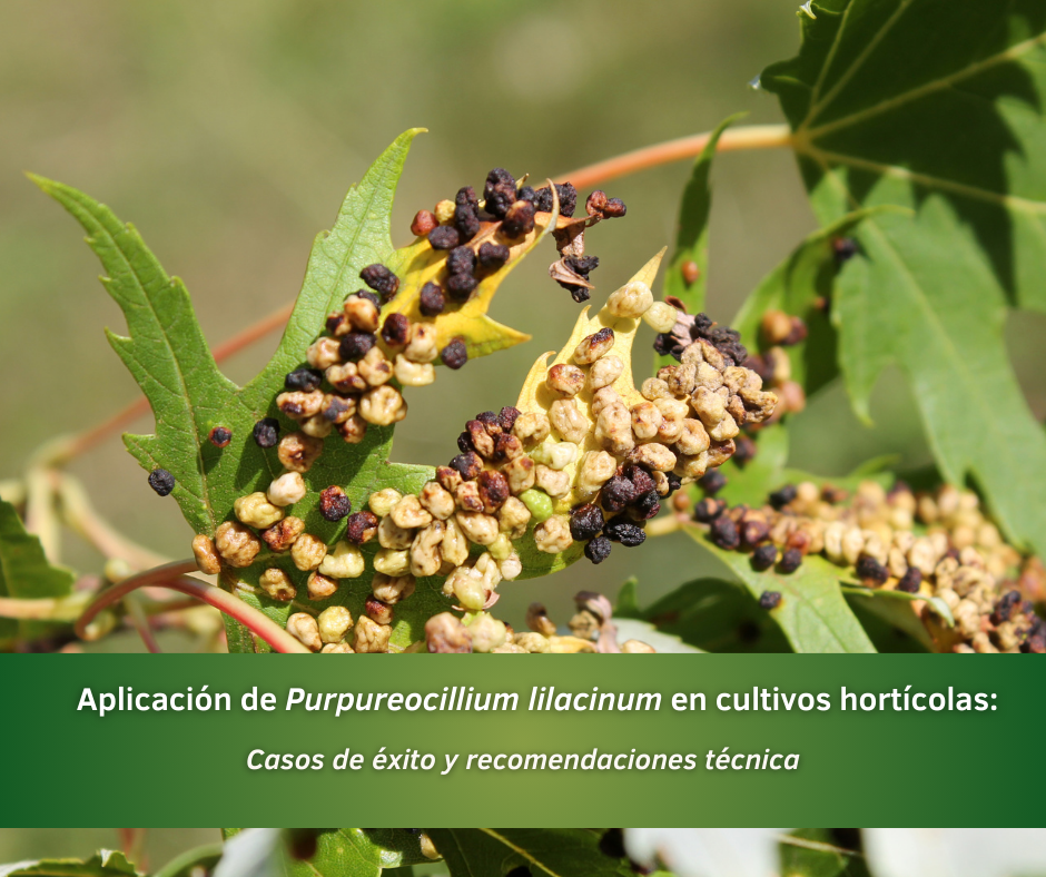 Aplicación de Purpureocillium lilacinum en cultivos hortícolas