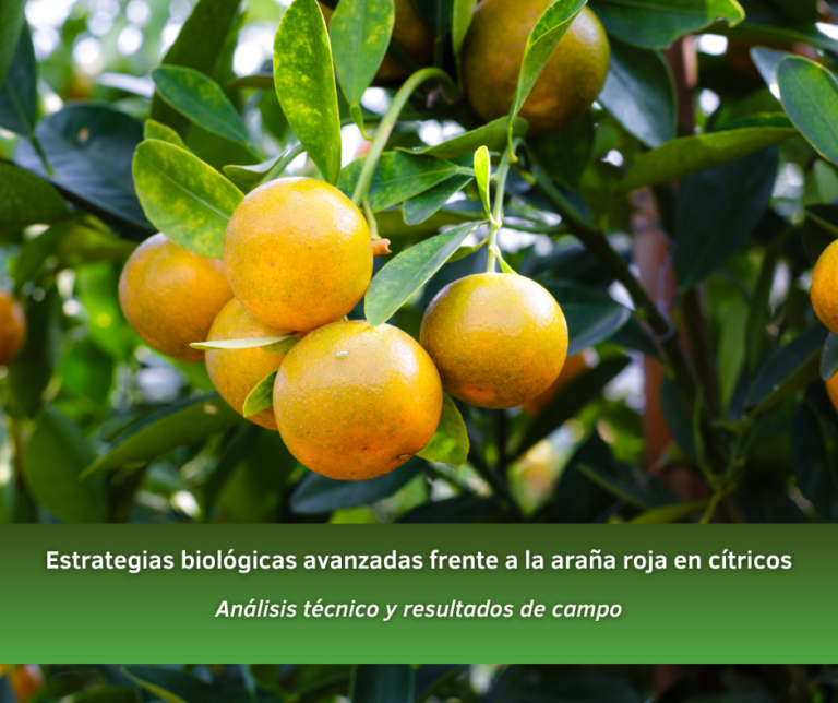 Estrategias biológicas avanzadas frente a la araña roja en cítricos