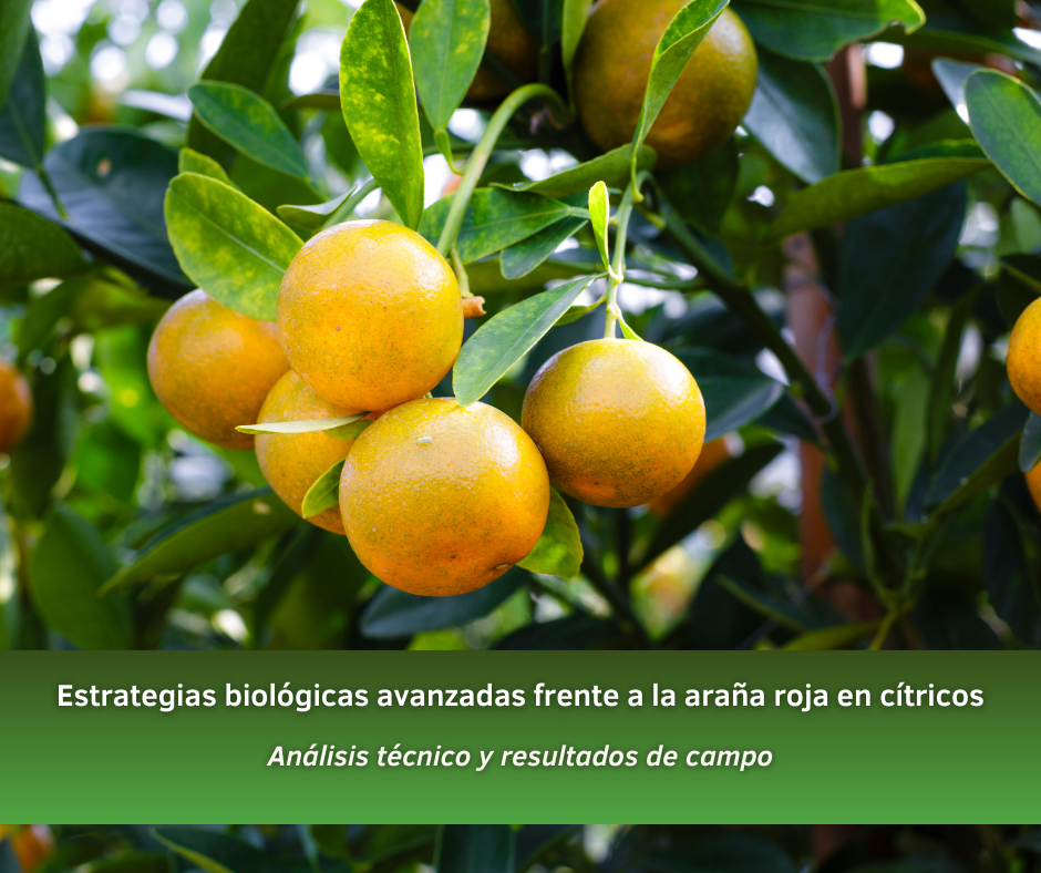 Estrategias biológicas avanzadas frente a la araña roja en cítricos