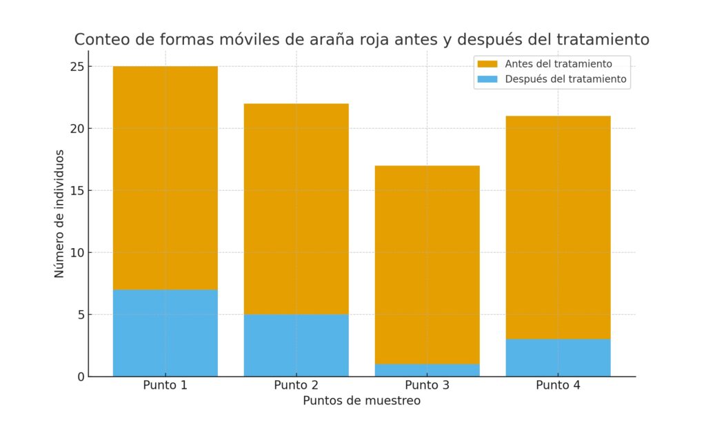 arania grafica1Gráfica comparativa del conteo de formas móviles de araña roja en cítricos antes y después del tratamiento, con reducción en los cuatro puntos evaluados.

