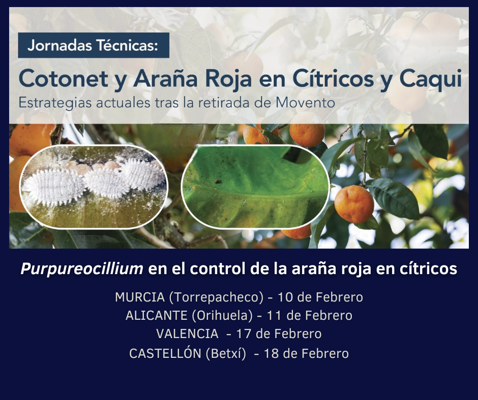 Purpureocillium como estrategia de control de la araña roja en cítricos