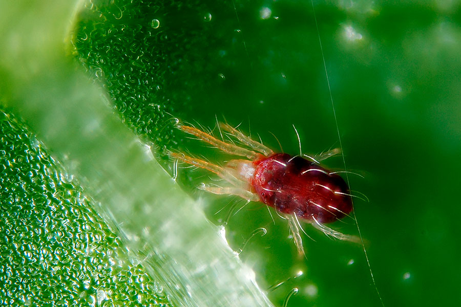 arana roja en citricos